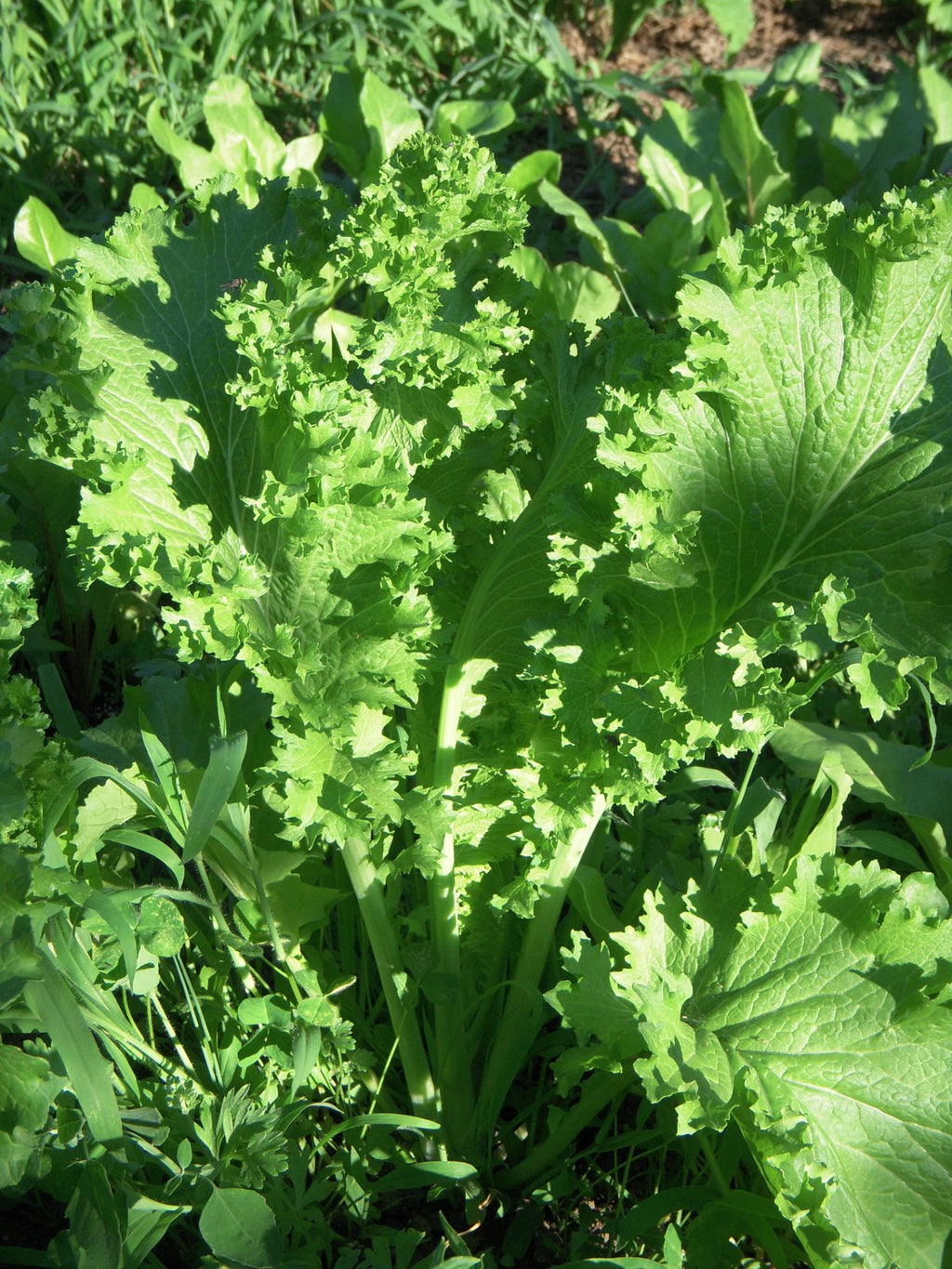 mustard seed plant leaves Mustard, Spicy Green – Snake River Seed Cooperative