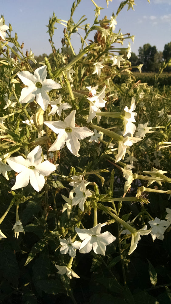 Nicotiana, Jasmine Scented – Snake River Seed Cooperative