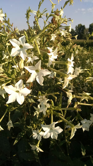 Nicotiana, Jasmine Scented – Snake River Seed Cooperative