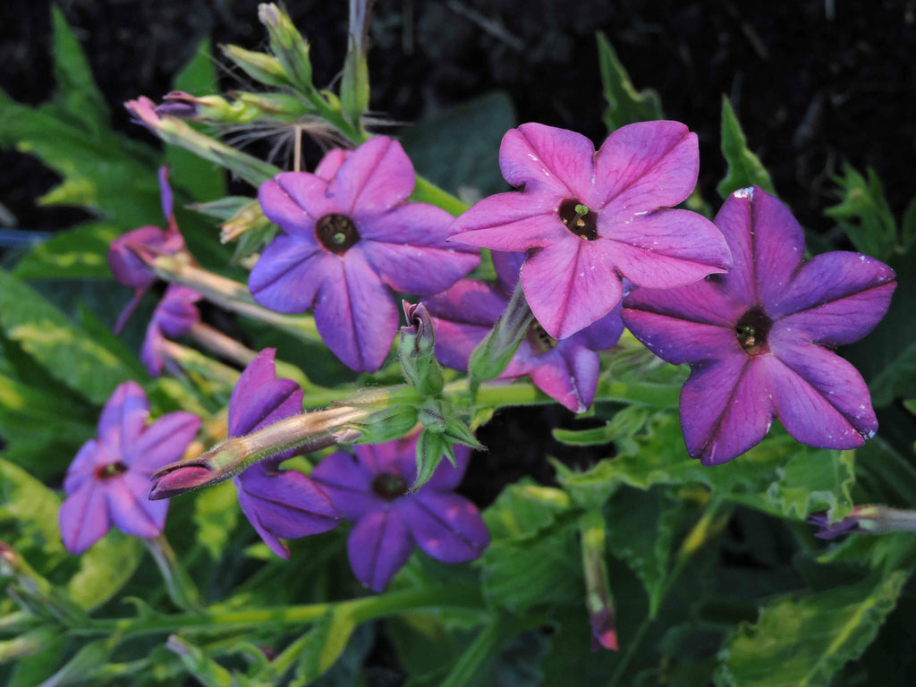 purple tobacco flower Nicotiana Perfume quality seeds and feature the commissioned works of contemporary artists around the United States Nicotiana x sanderae 'Perfume Deep