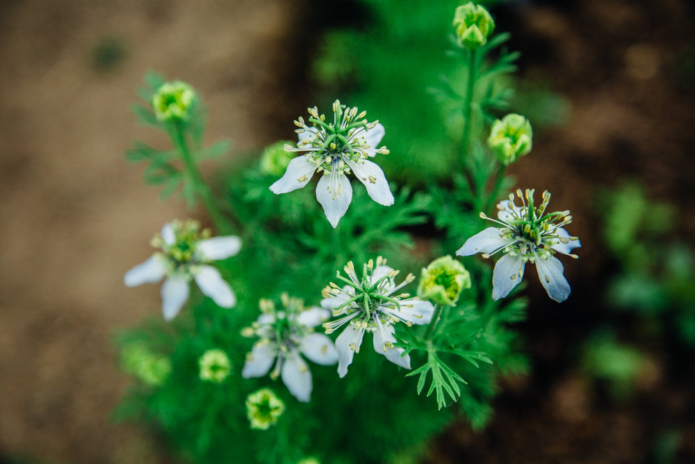 nigella seeds for planting Snake River Seeds