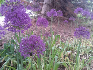 Onion, Ornamental