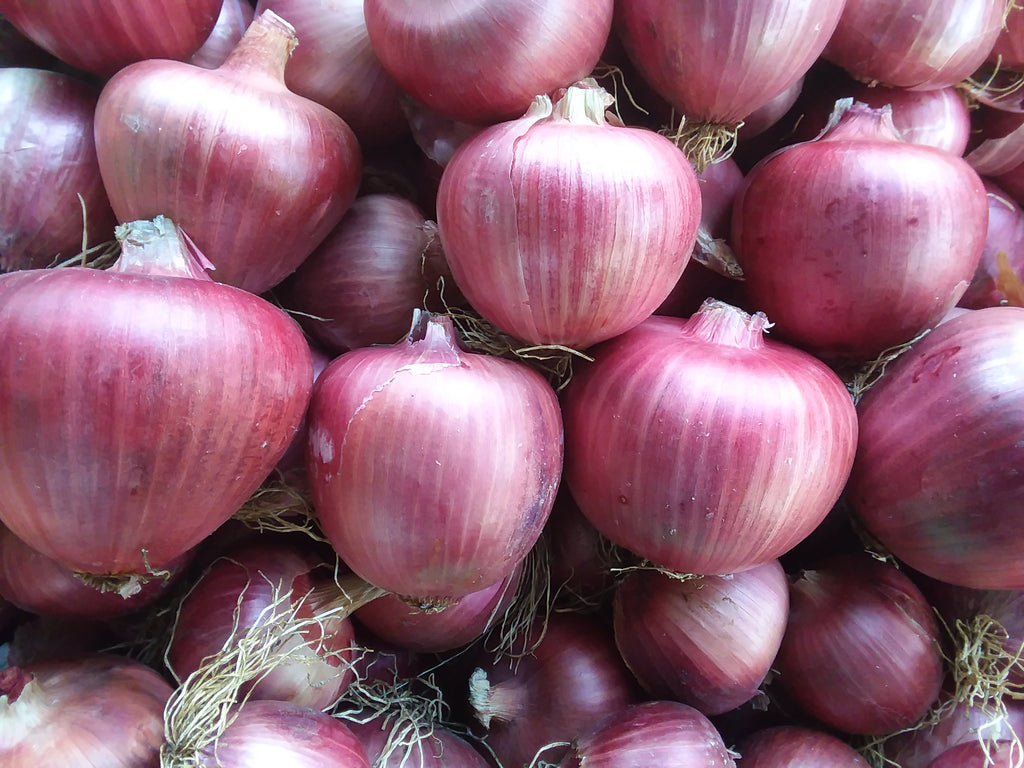 Rossa di Milano' Onion – Experimental Farm Network Seed Store