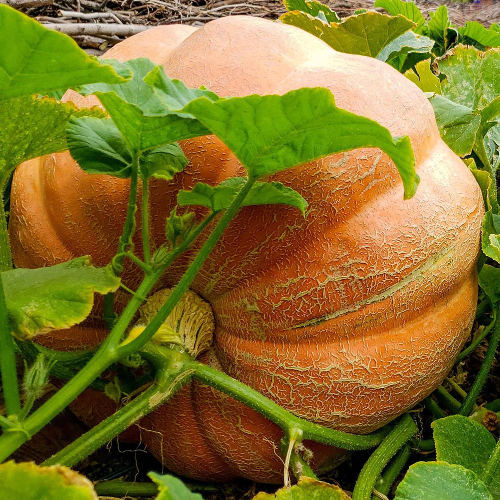 Atlantic Giant Pumpkin Seeds - 418 McMillin ’23 (1819 Marshall X 2554 Andrusz) - Grow Giant Pumpkins