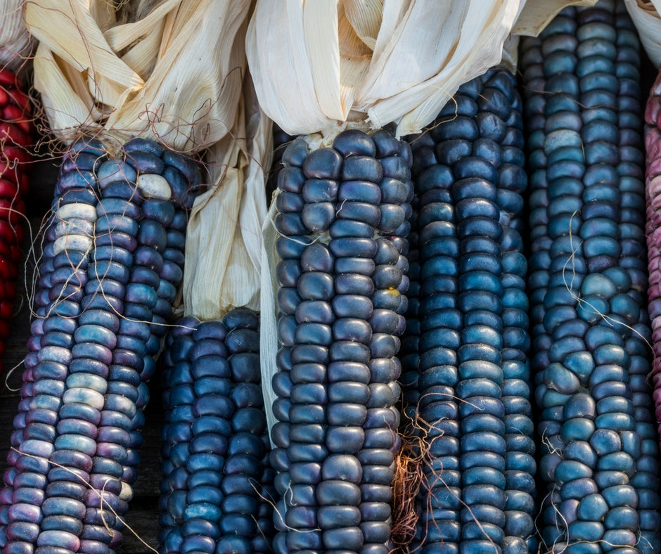 
            
                Load image into Gallery viewer, Corn, Papa&amp;#39;s Blue
            
        