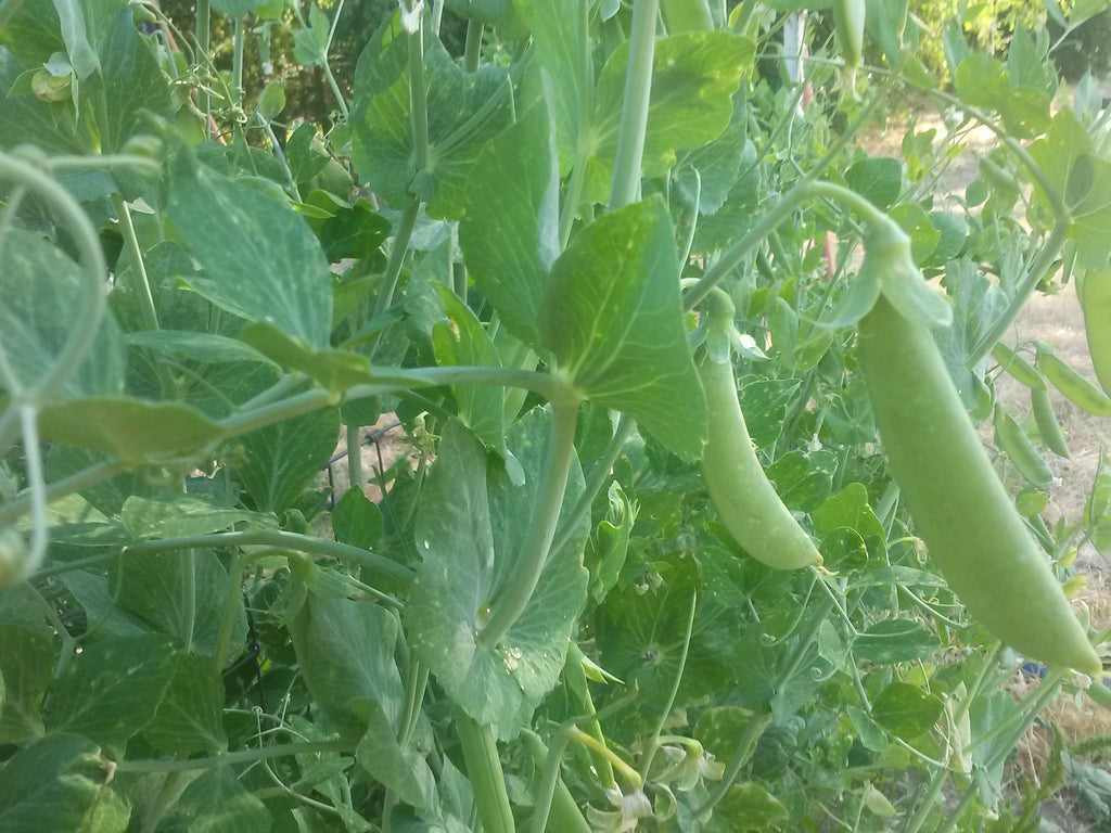 sugar snap pea seeds planting Pea, Sugar Snap – Snake River Seed Cooperative