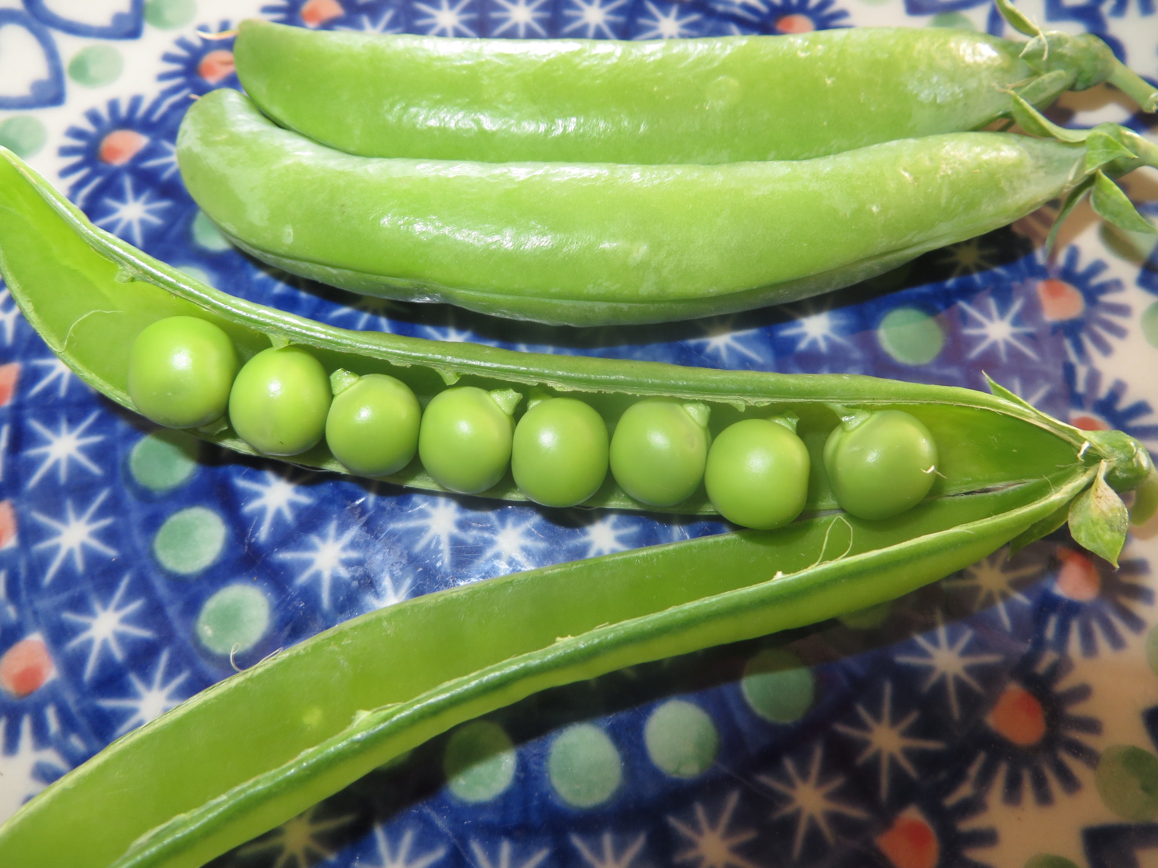 Pea, Lincoln Shelling – Snake River Seed Cooperative