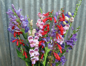 
            
                Load image into Gallery viewer, Penstemon Mix
            
        