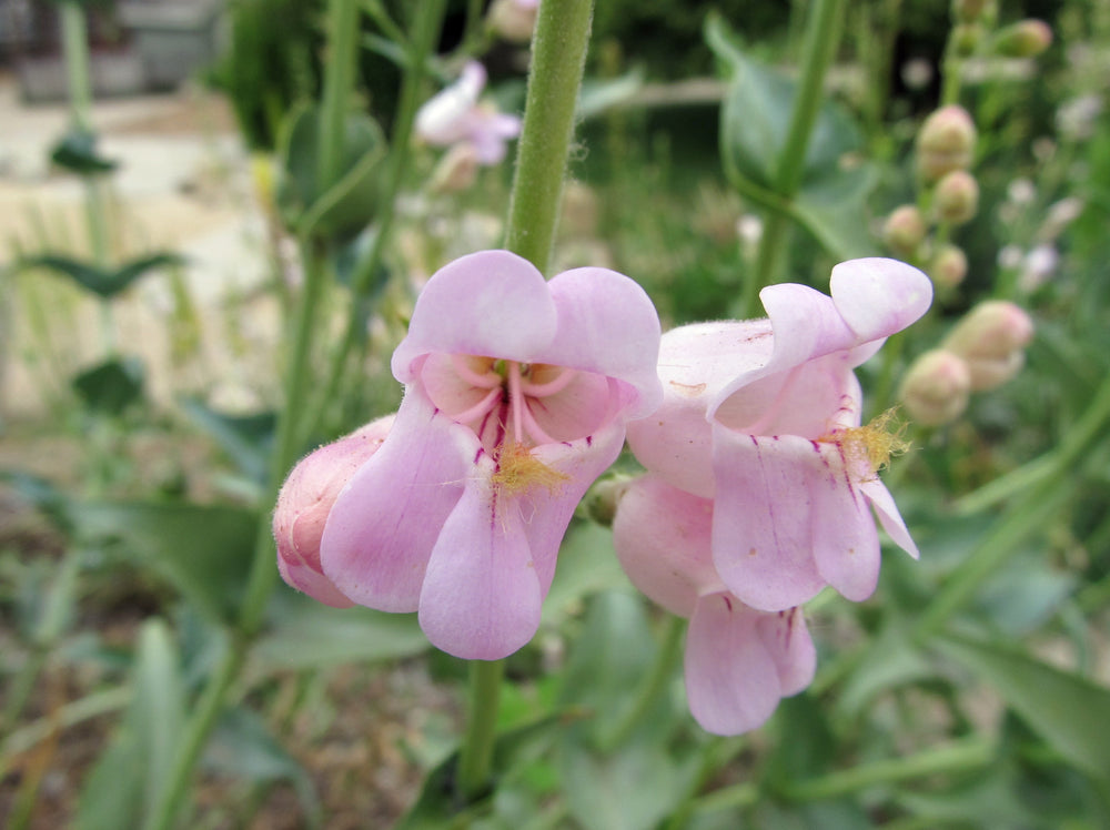 
            
                Load image into Gallery viewer, Penstemon, Palmers
            
        