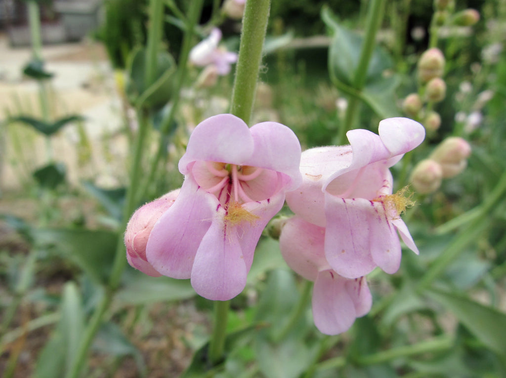 palmer's penstemon plants Penstemon, Palmers – Snake River Seed Cooperative