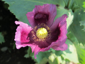 Poppy, Hungarian Blue Breadseed