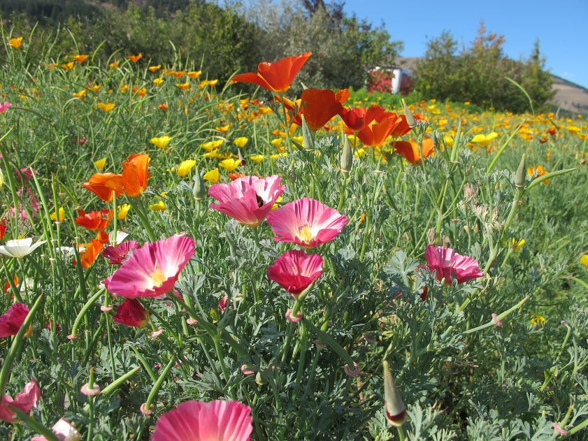 poppy flower seed mix Poppy, Wonderland Mix 1/2 oz