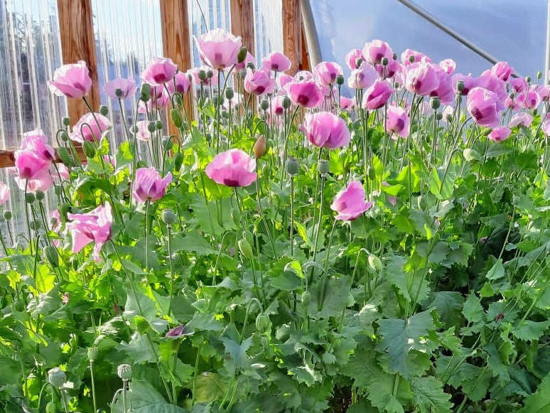 Poppy, Hungarian Blue Breadseed – Snake River Seed Cooperative