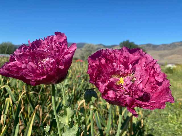 Poppy Rivers Poppy, Salmon River Sunrise Mix – Snake River Seed Cooperative