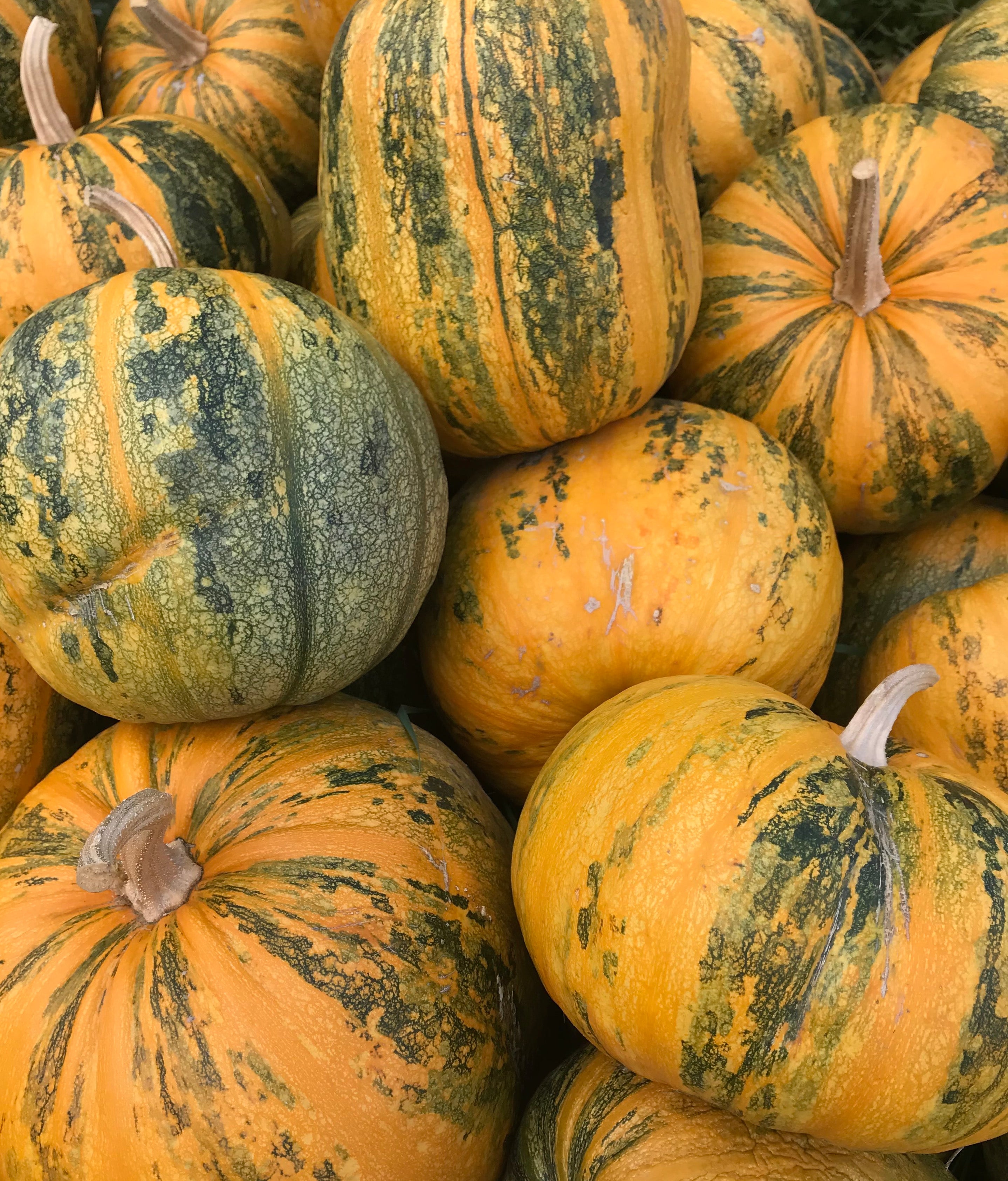 Pumpkin, Lady Godiva – Snake River Seed Cooperative