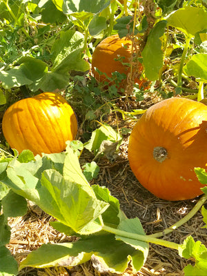 Pumpkin, Jack-O-Lantern