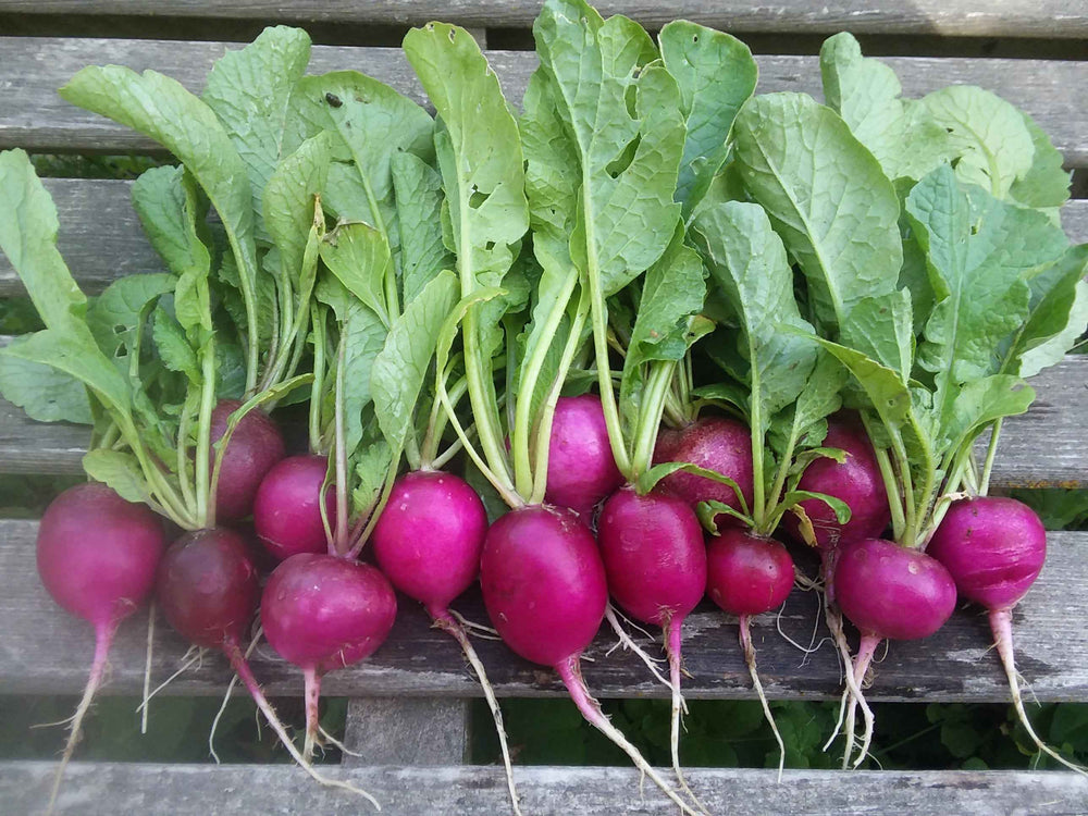 thumbnail image 2 of 100 Fresh Harvest Purple Plum Radish Seeds – Easy Grow, Annual, Full Sun 2 of 6