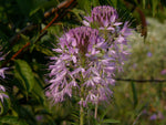Bee Plant, Rocky Mountain