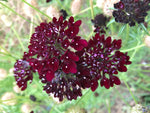 Pincushion Flower, Black Knight