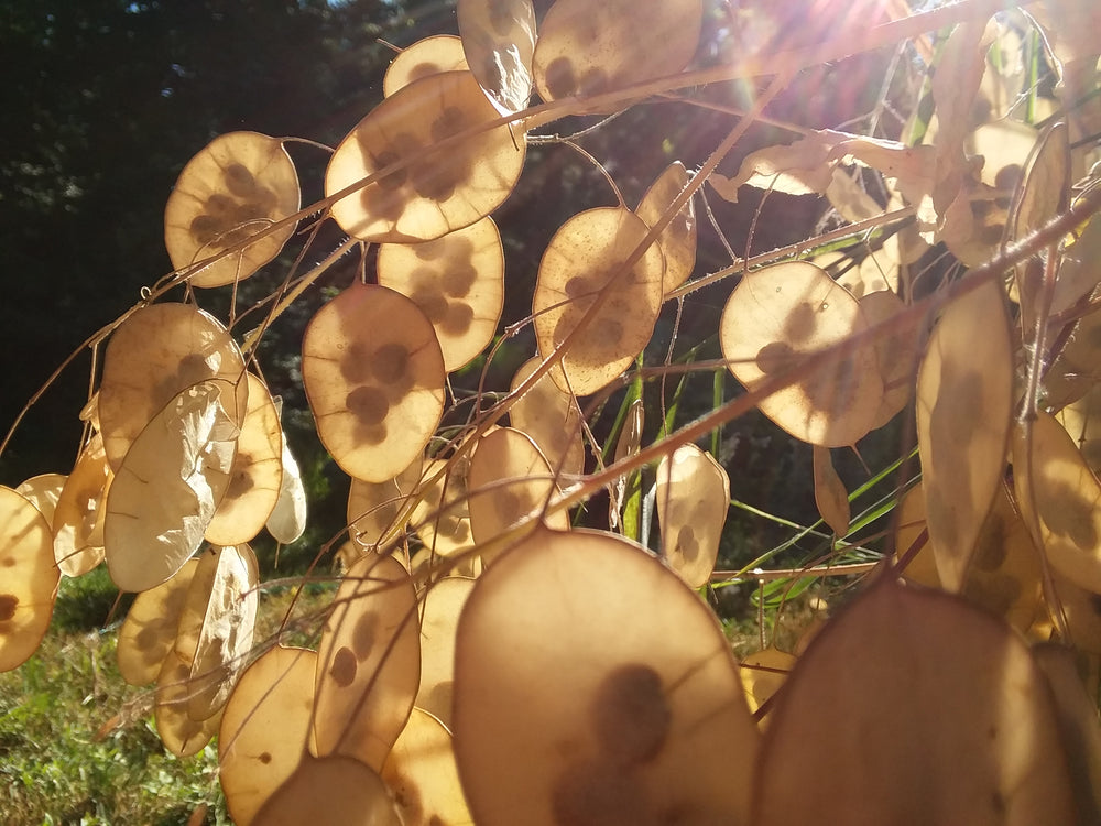 silver dollar plant seeds for sale Silver Dollar Plant, Honesty Plant – Snake River Seed Cooperative