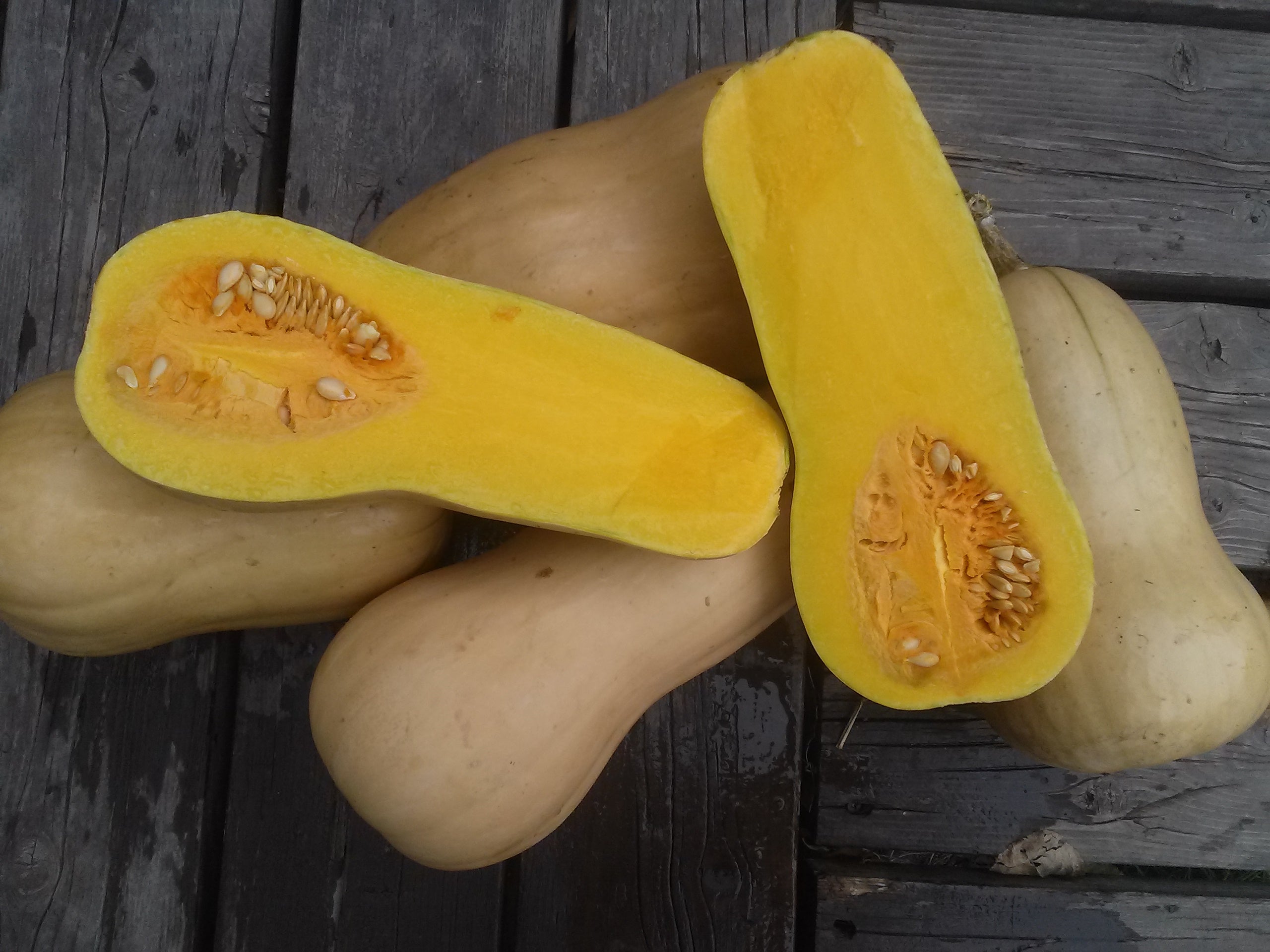 Squash, Waltham Butternut – Snake River Seed Cooperative