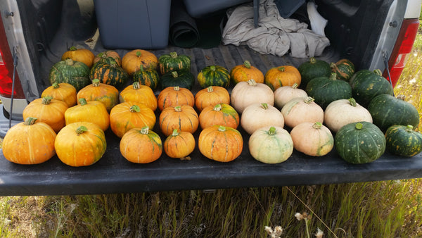 SquashLofthouseButtercup_1_gra