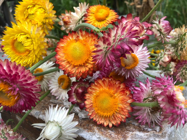 straw flower seeds Strawflower Mix 0.1 oz