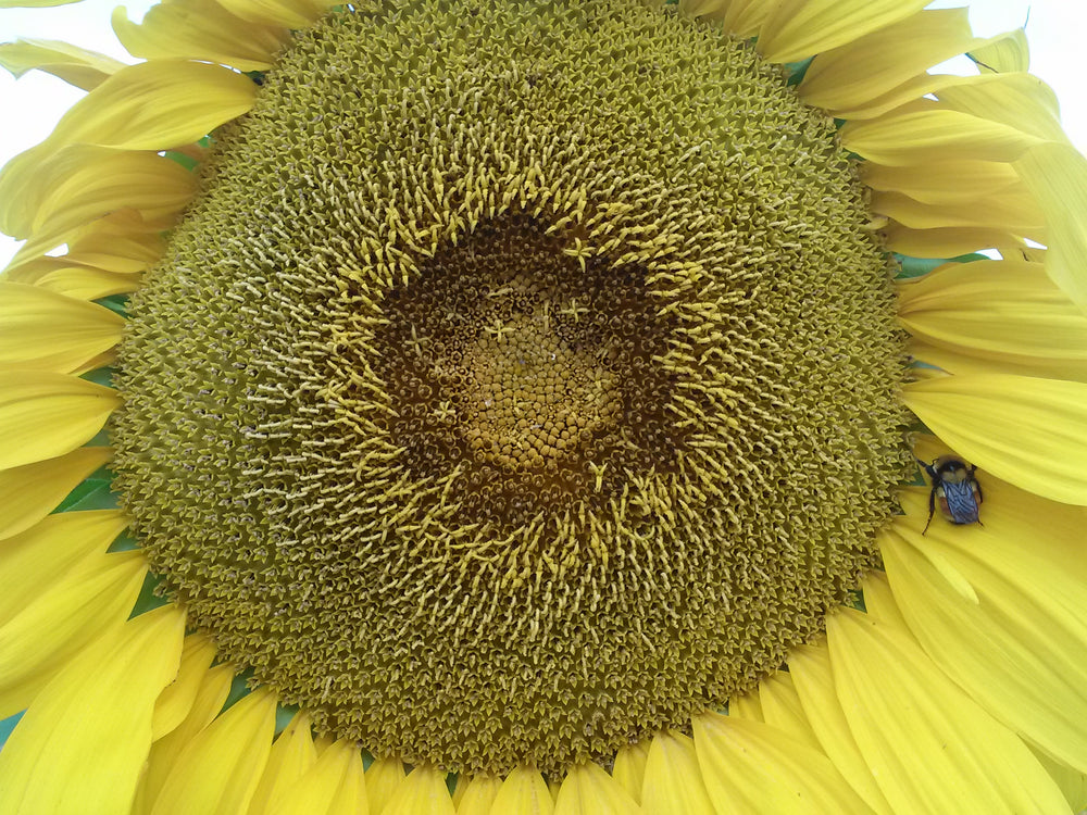 Sunflower, Mammoth Grey Stripe
