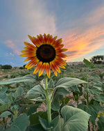 Sunflower, Evening Sun
