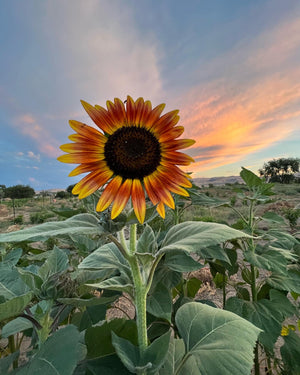 
            
                Load image into Gallery viewer, Sunflower, Evening Sun
            
        