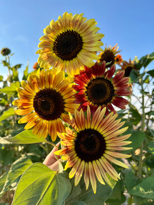 Sunflower, Evening Sun