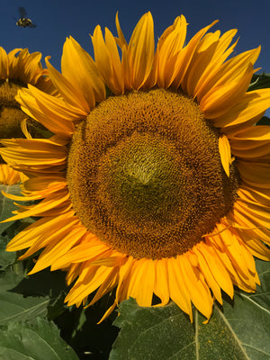 
            
                Load image into Gallery viewer, Sunflower, Sunspot
            
        