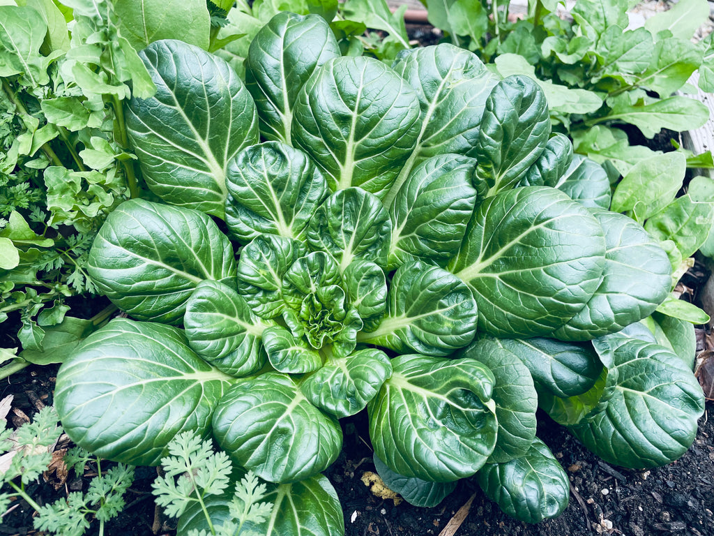 Tatsoi