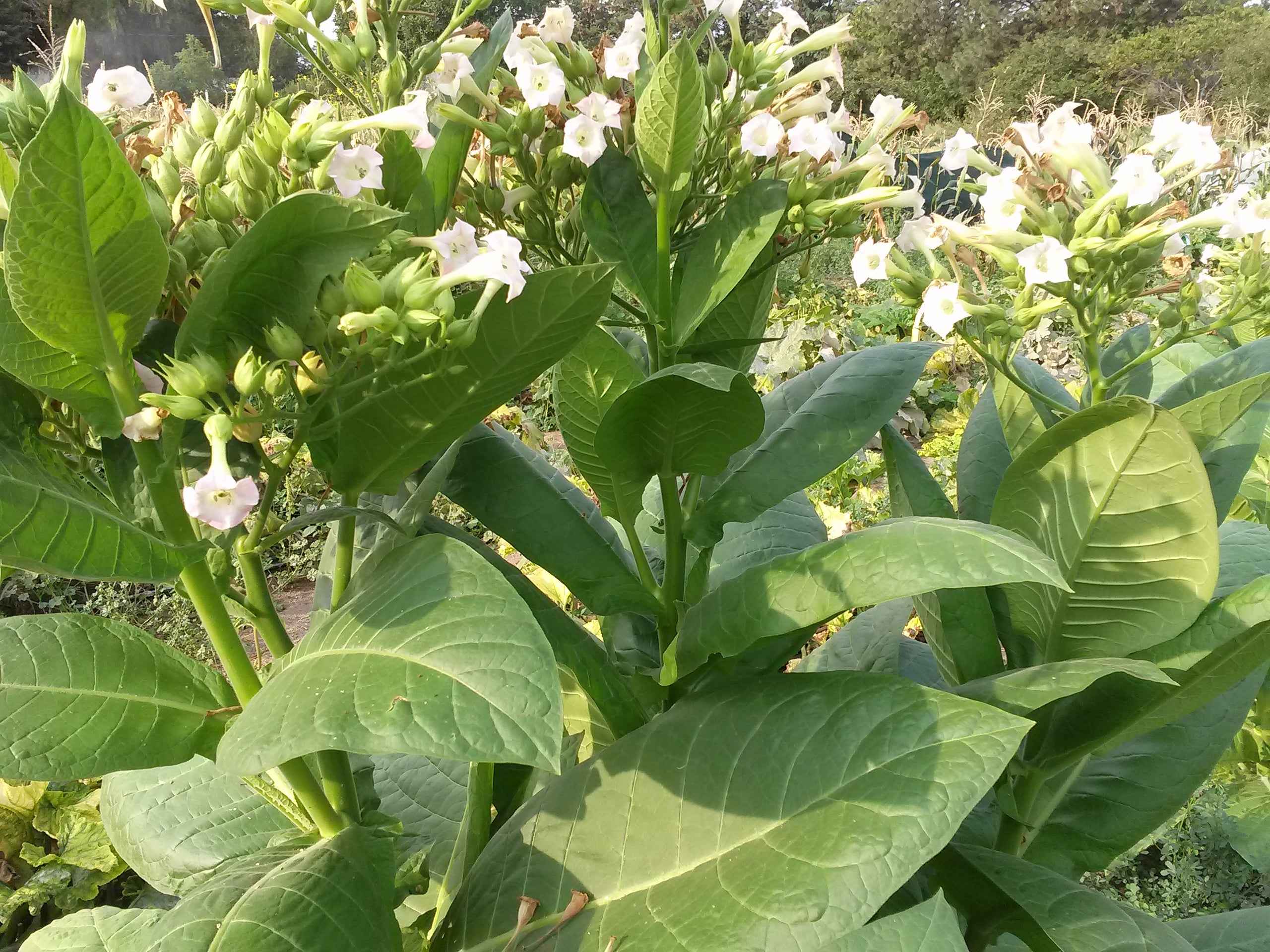 Tobacco, Broadleaf – Snake River Seed Cooperative