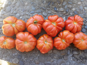 
            
                Load image into Gallery viewer, Tomato, Costoluto Genovese
            
        