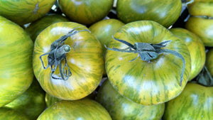 
            
                Load image into Gallery viewer, Tomato, Green Zebra
            
        