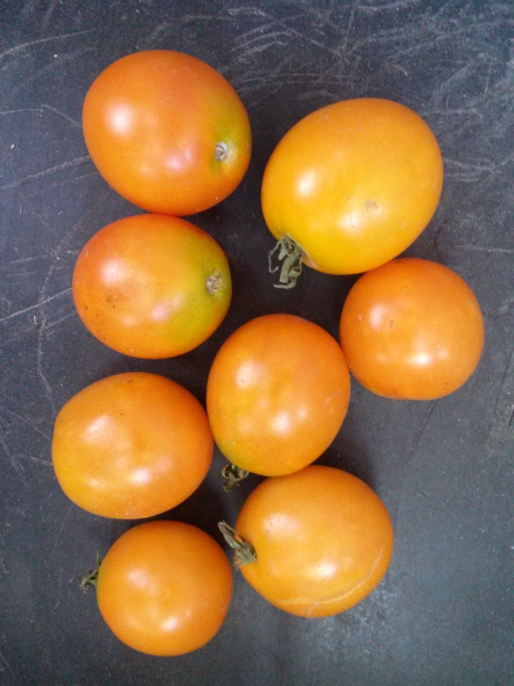 Tomato, Idagold – Snake River Seed Cooperative
