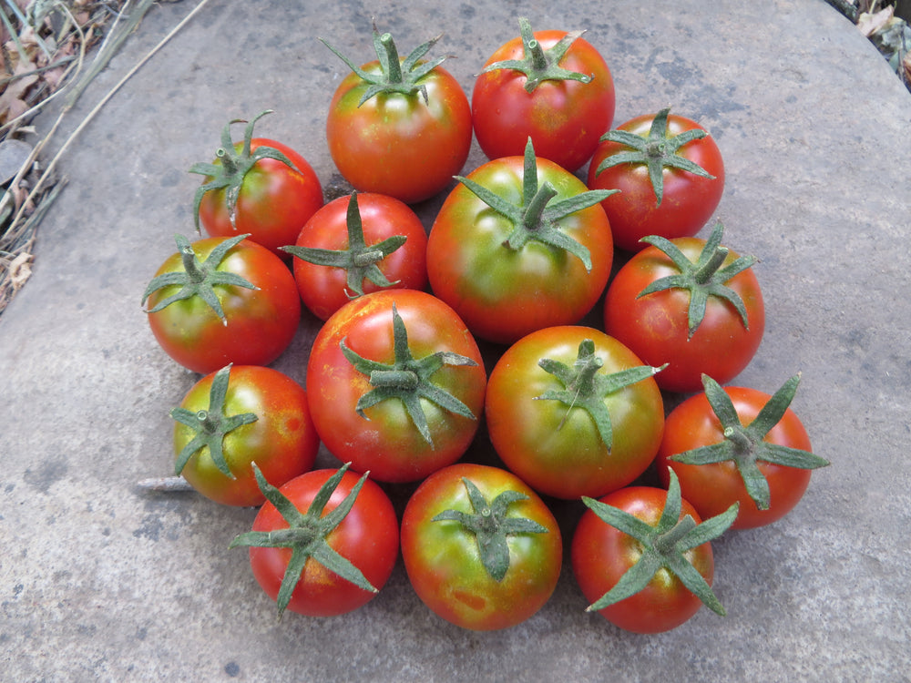 Tomato, Latah