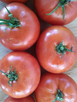 Tomato, Moscow Idaho