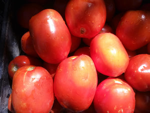 Tomato, Northern Ruby Paste