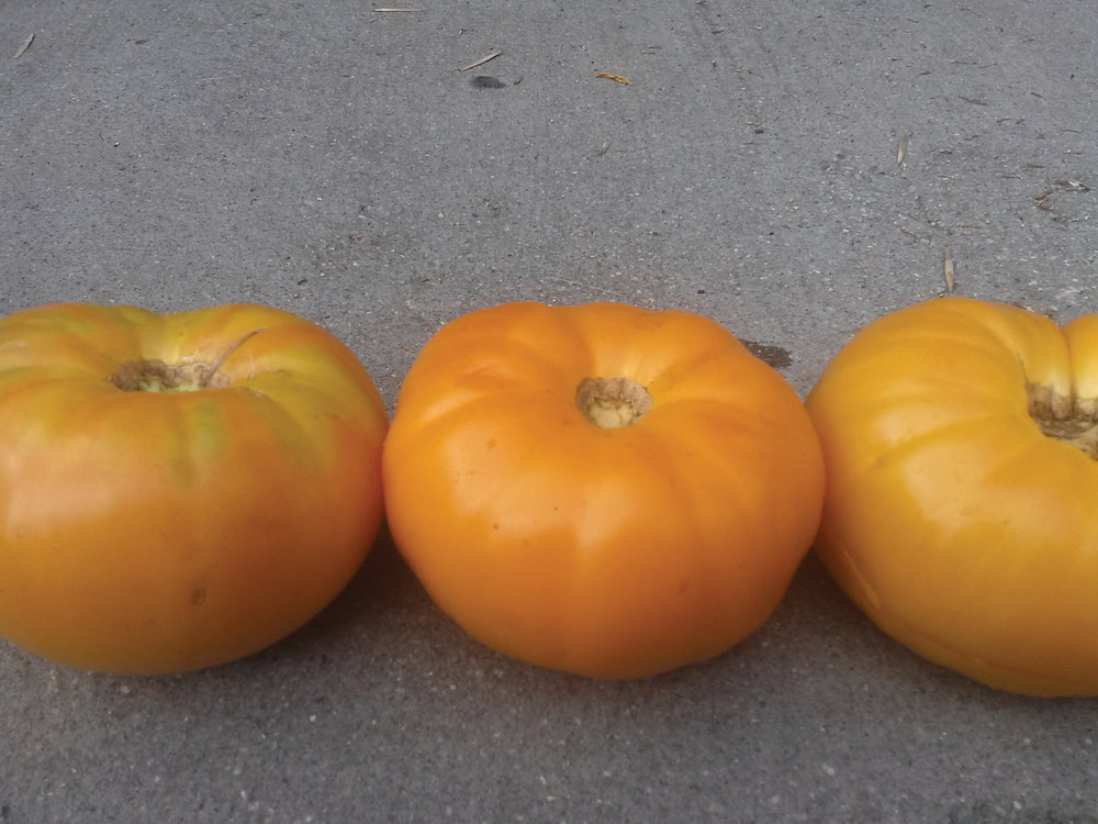 
            
                Load image into Gallery viewer, Tomato, Persimmon
            
        