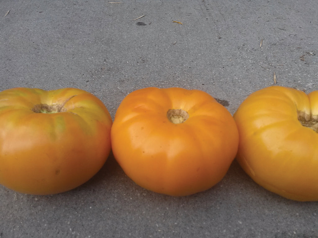 Tomato-Persimmon-CMYK_1024x.