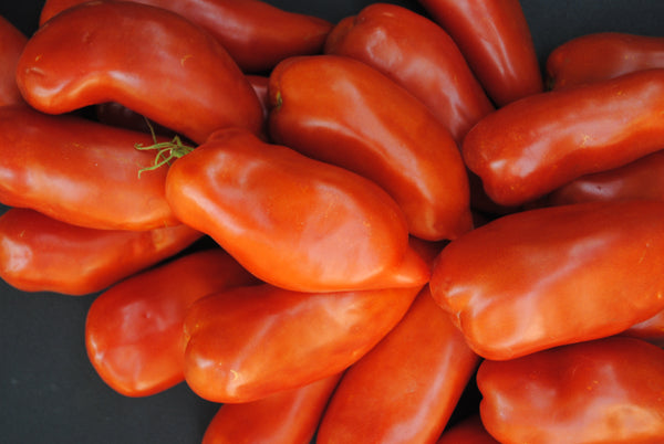 ミュージシャン tomato Artisan Orange Jazz Beefsteak Tomato-Meraki Seeds