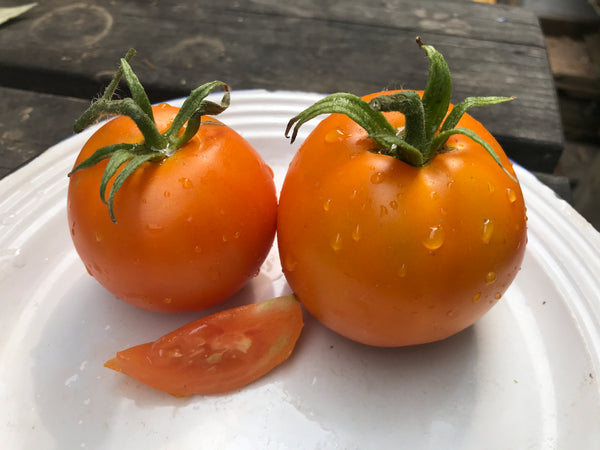 TomatoExsertedOrangeSept2022Ma