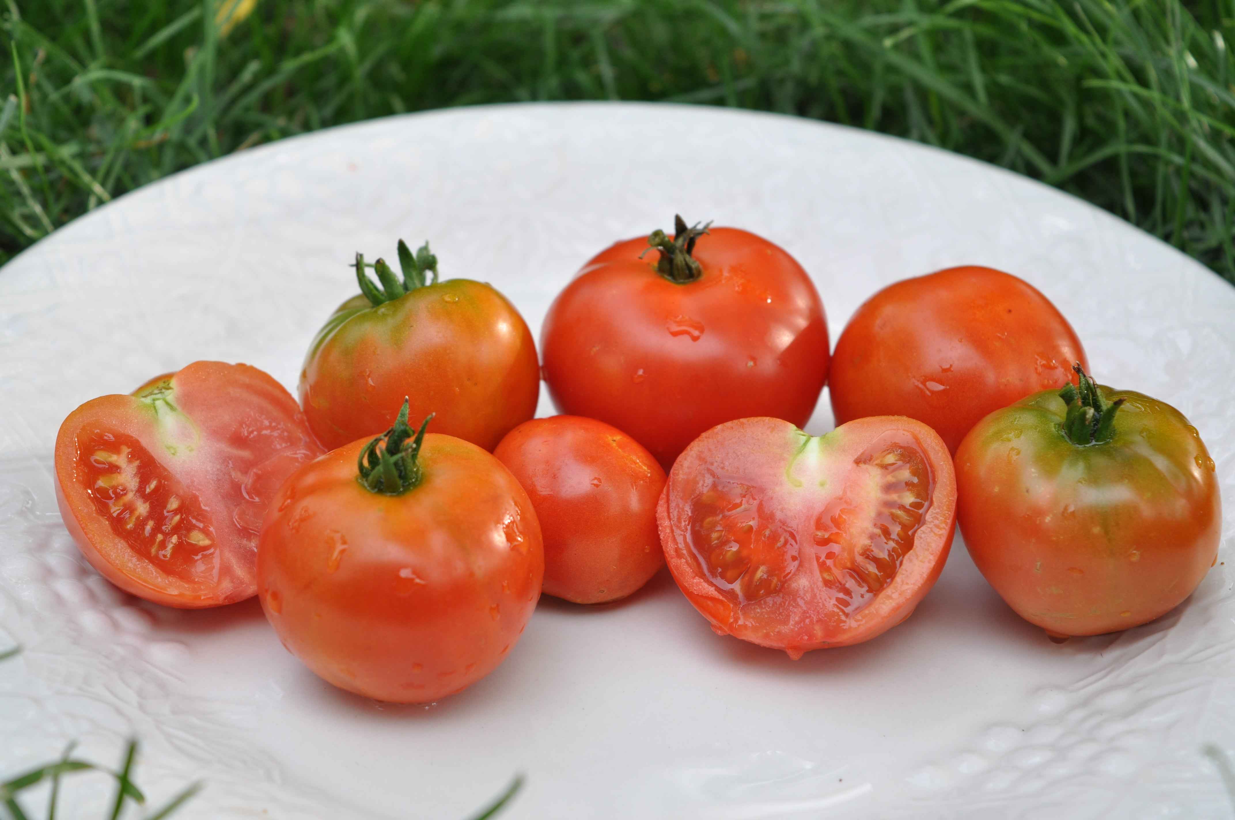 Tomato, Kootenai – Snake River Seed Cooperative
