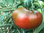 Tomato, Paul Robeson