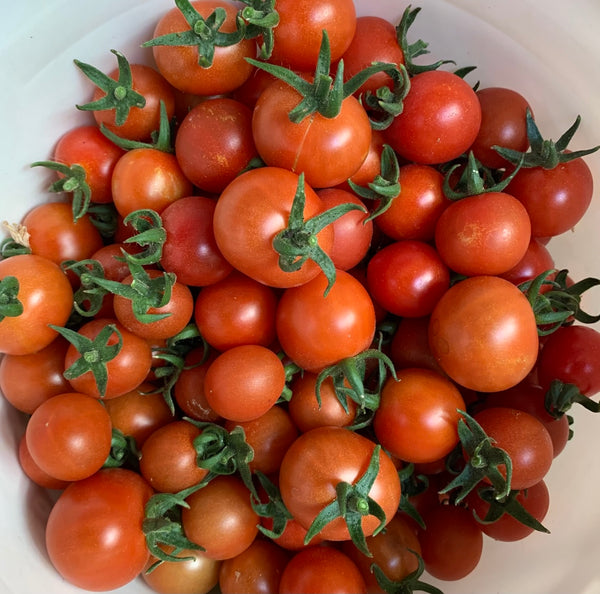TomatoPeacevine2_grande.jpg?v=