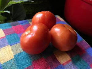 Tomato, Sasha's Altai