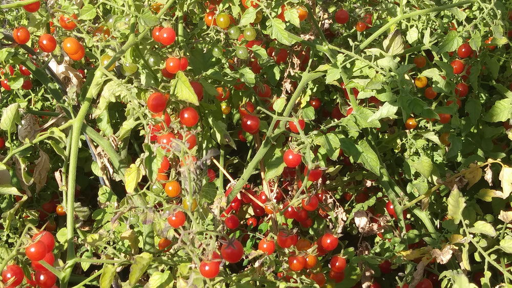 
            
                Load image into Gallery viewer, Tomato, Sweet Pea Currant
            
        