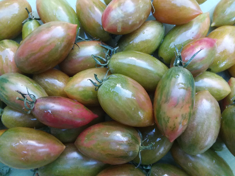 tiger lily tomatoes Tomato, Lucky Tiger